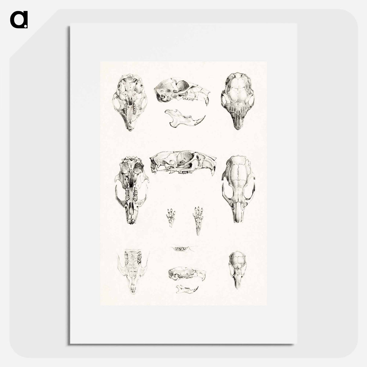 Knaagdierschedels - Theo van Hoytema Poster.