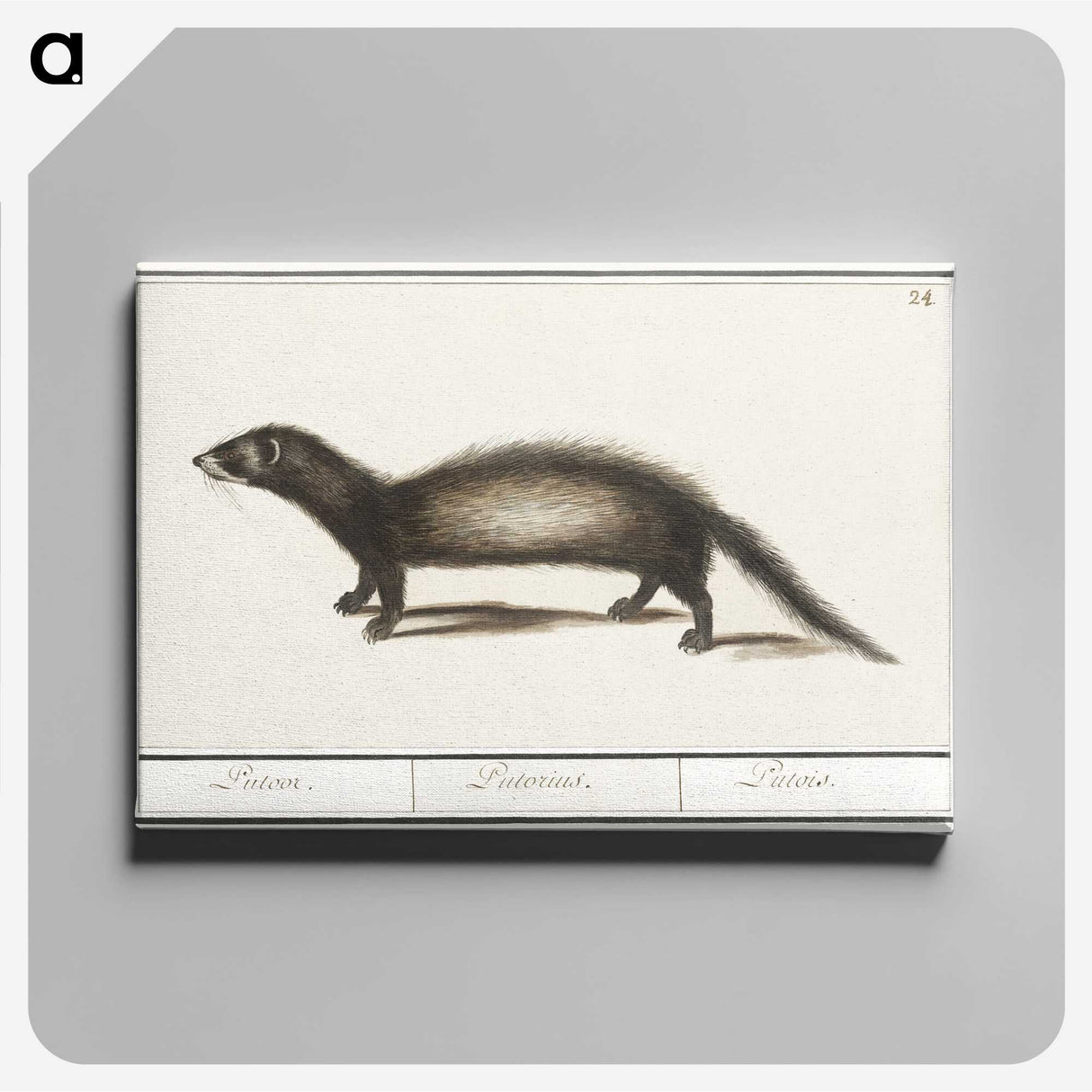 3-6_Anselmus-Boetius-de-Boodt_canvas