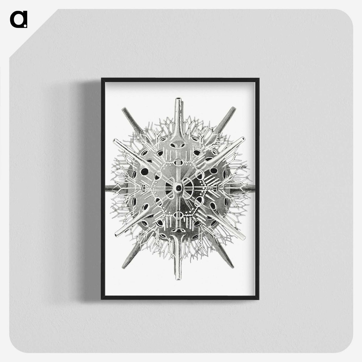 3-6_Ernst-Haeckel_blk-crop