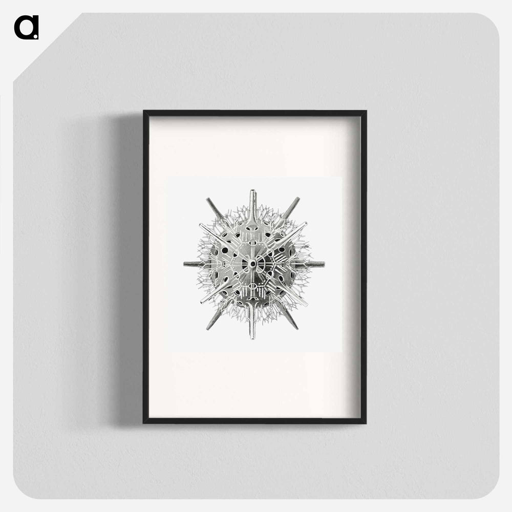 Vintage marine life illustration on white background - エルンスト ヘッケル Poster.