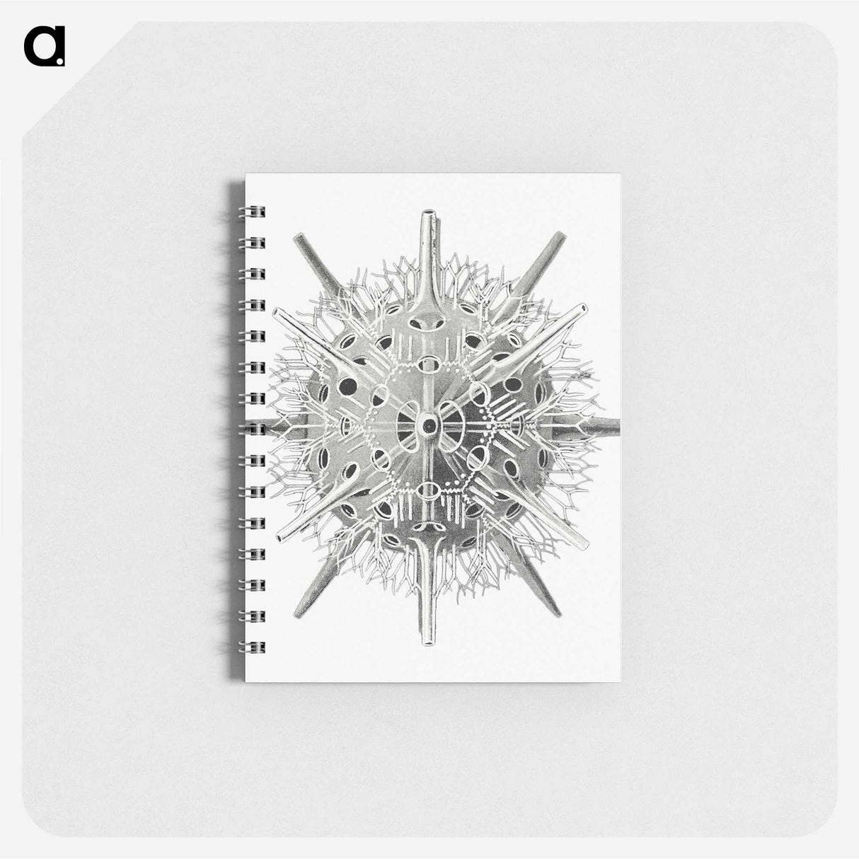 3-6_Ernst-Haeckel_memo