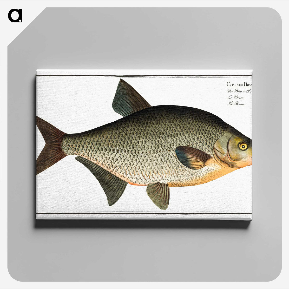 3-6_Ichtyologie-ou-Histoire-naturelle_canvas