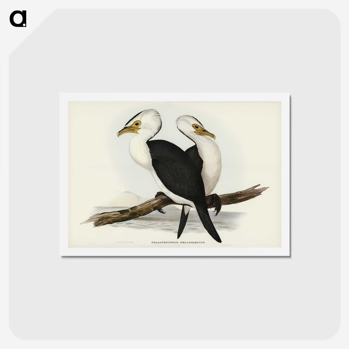 3-6_John-Gould_hagaki