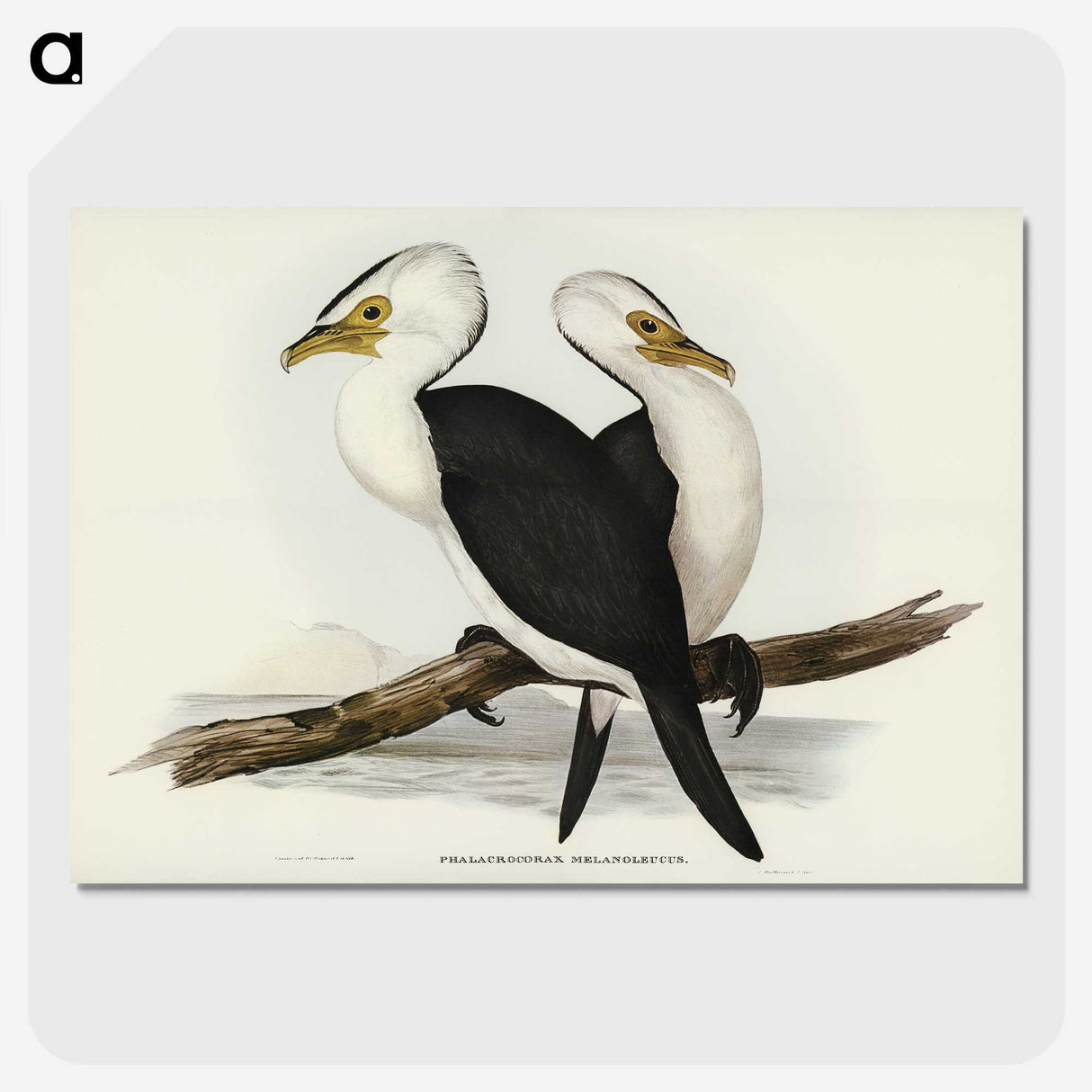 3-6_John-Gould_picture-crop