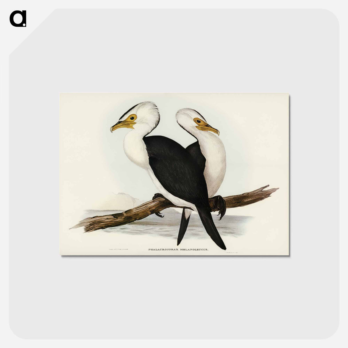 アートポストカード-Little Pied Cormorant
- ジョン グールド Postcard.