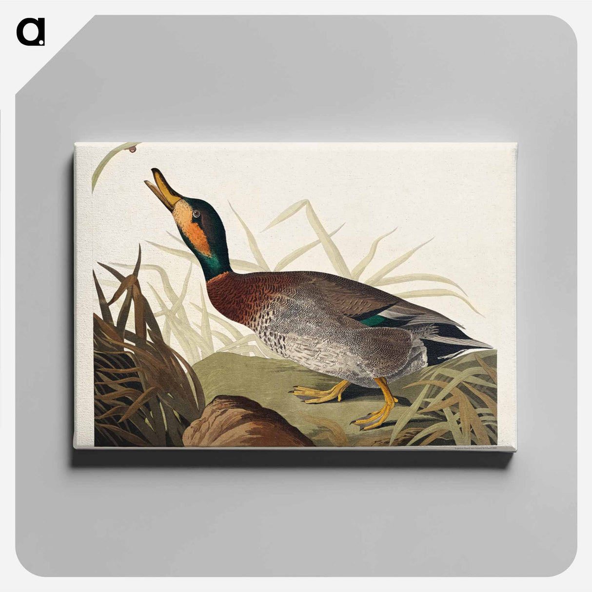 アートパネル-Bemaculated Duck
- ジョン ジェームス オーデュボン Canvas.