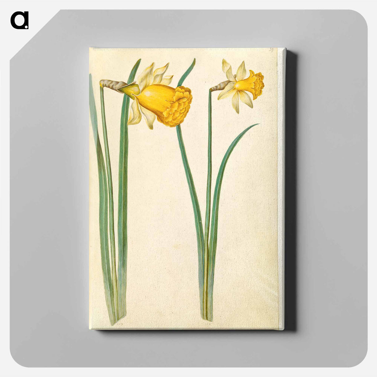 アートパネル-Narcissus pseudonarcissus
- マリア ジビーラ メーリアン Canvas.