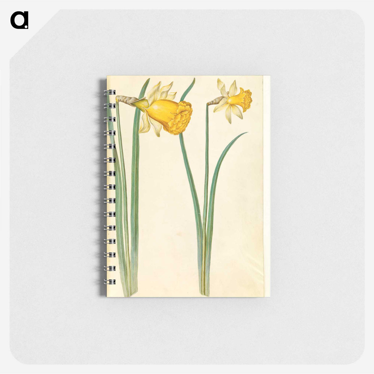 3-6_Maria-Sibylla-Merian_memo
