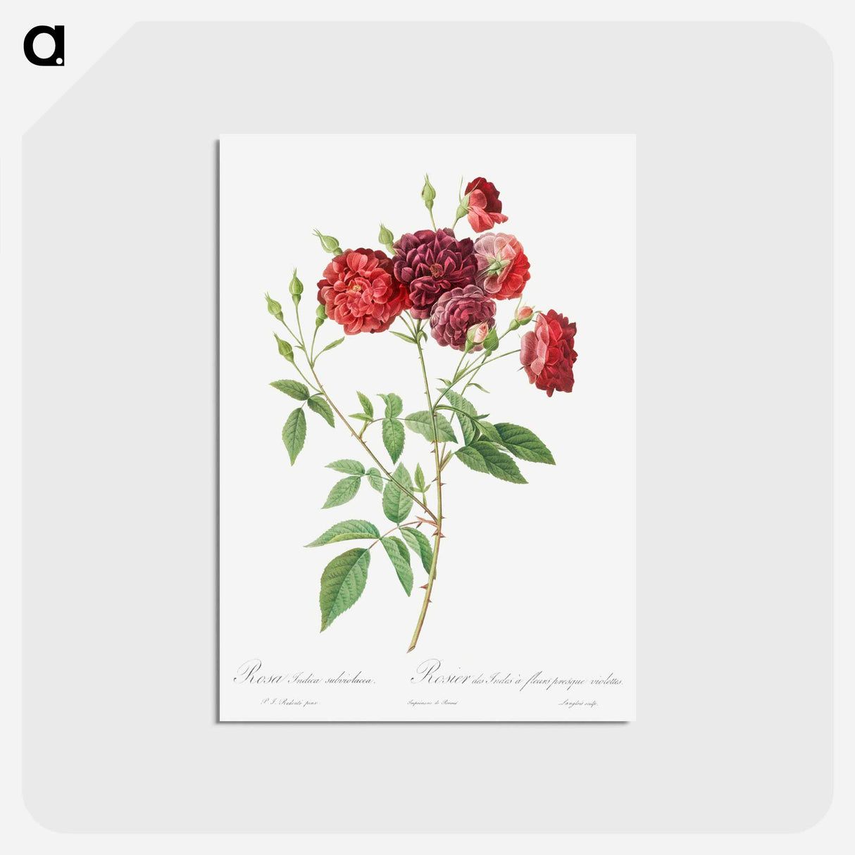アートポストカード-Ternaux Rose - ピエール ジョゼフ ルドゥーテ Postcard.