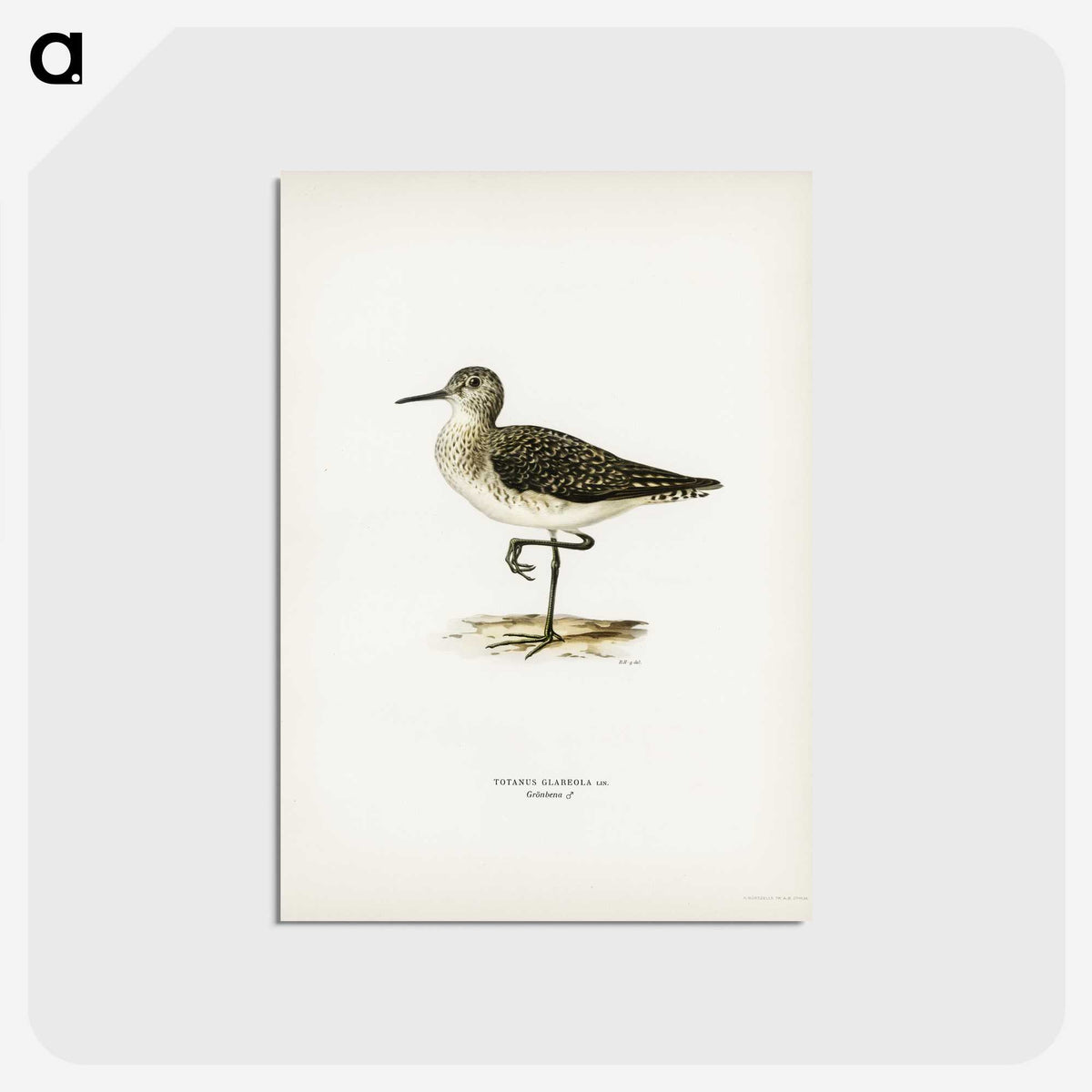 3-6_Svenska-Faglar_postcard