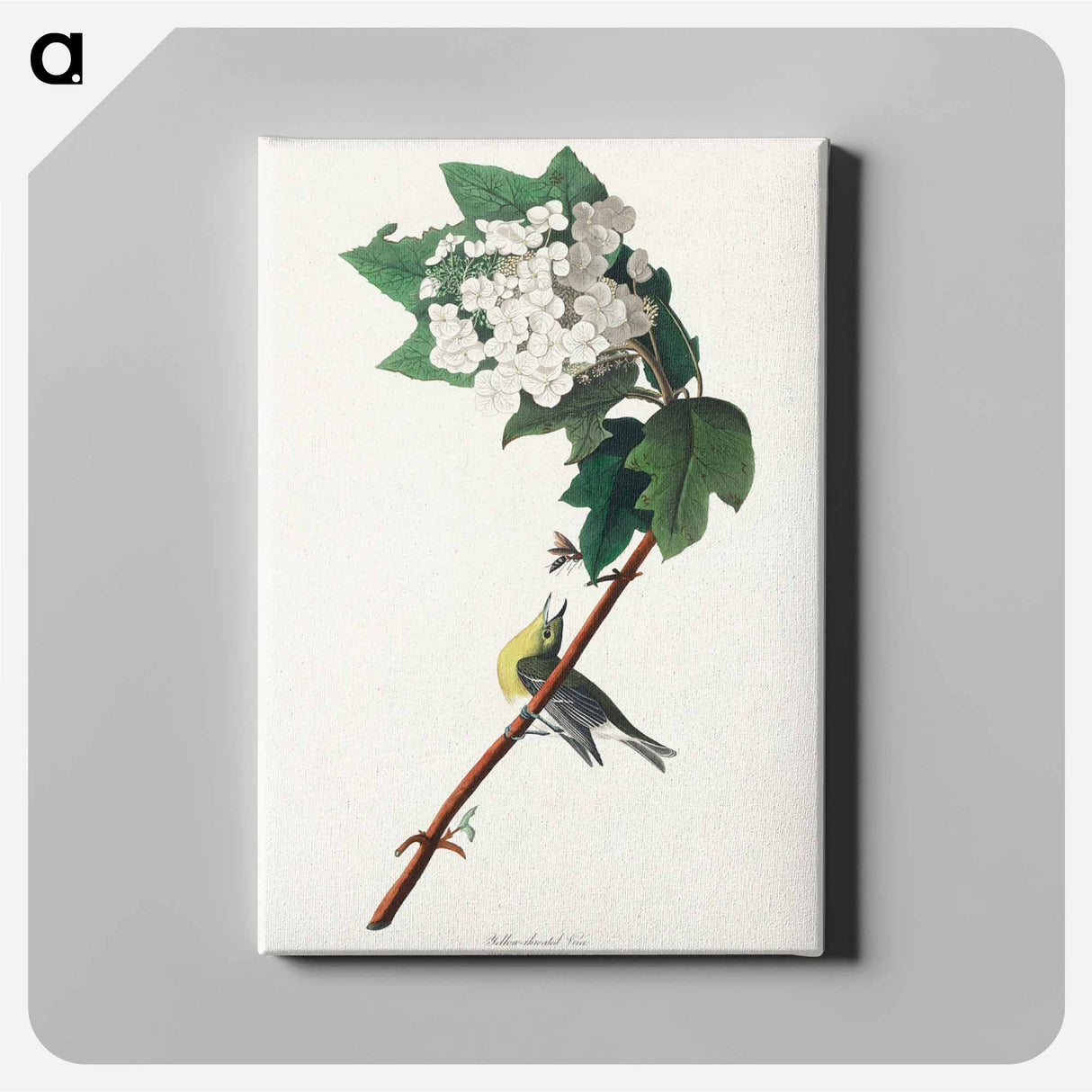 アートパネル-Yellow-throated Vireo from Birds of America
- アメリカの鳥たち Canvas.