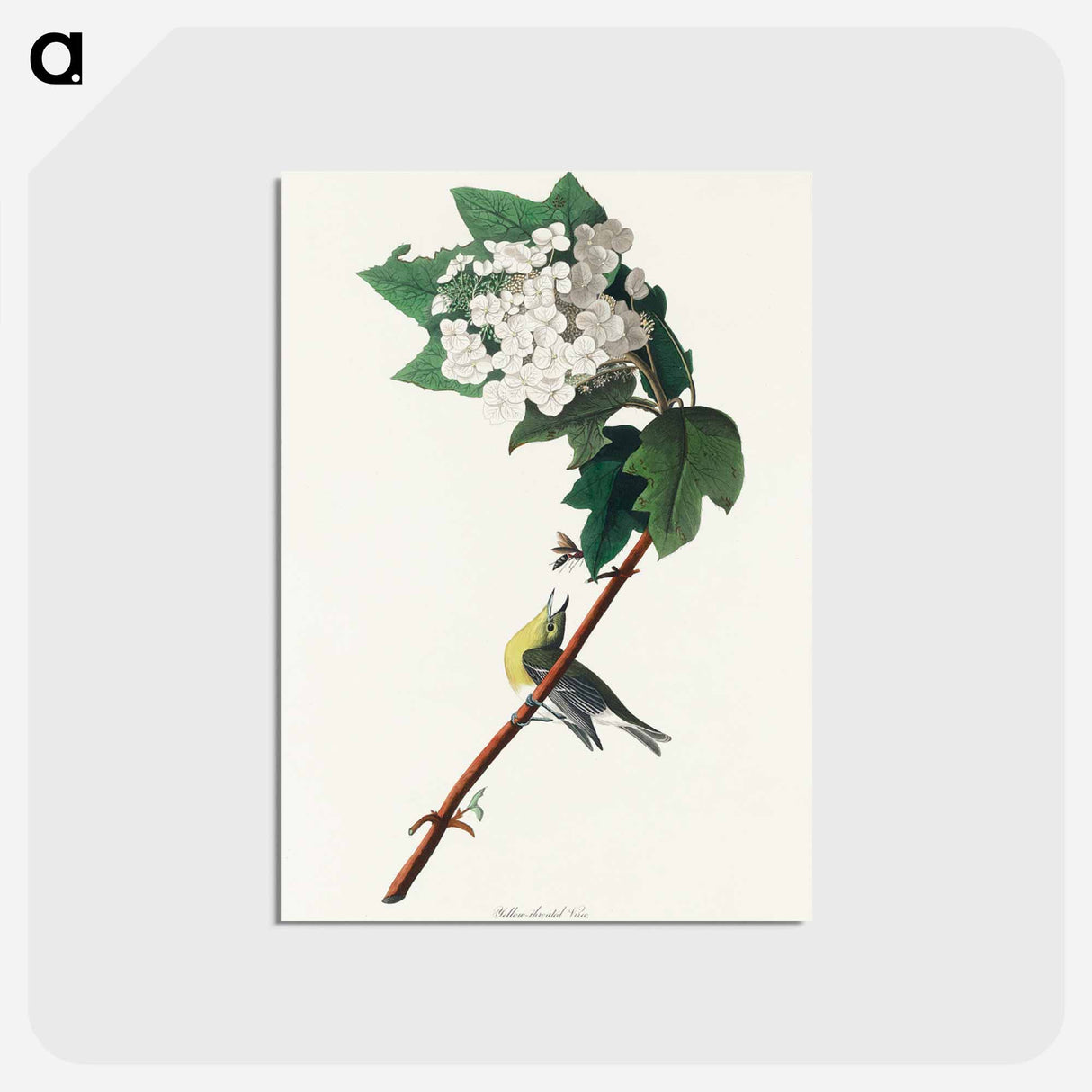 アートポストカード-Yellow-throated Vireo from Birds of America
- アメリカの鳥たち Postcard.