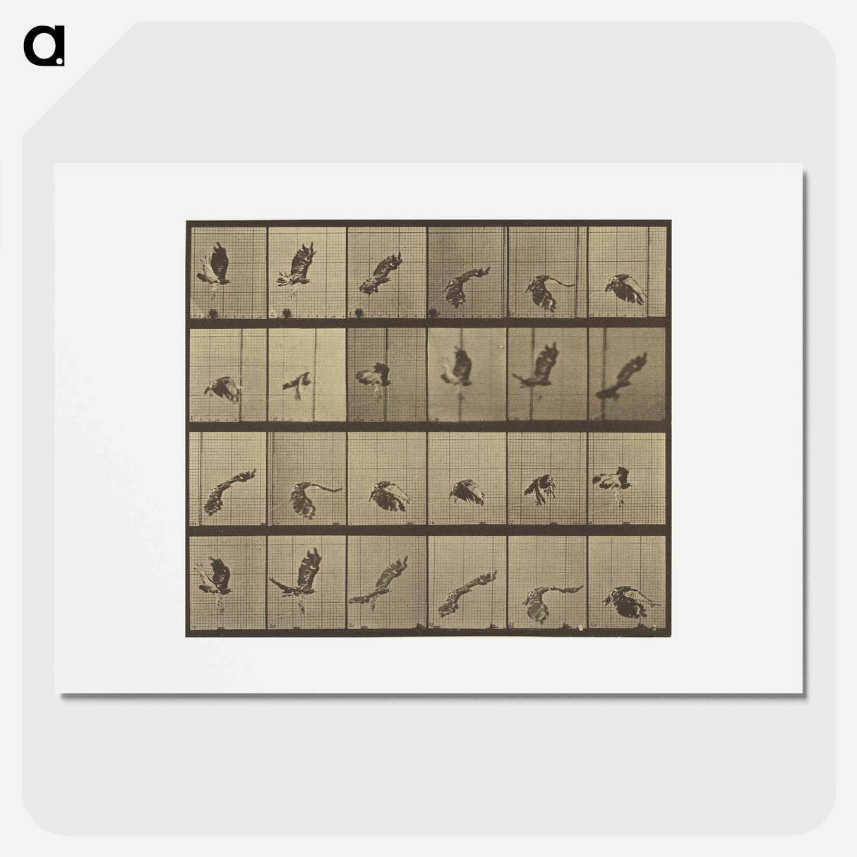 アートポスター-Animal Locomotion
- エドワード マイブリッジ Poster.