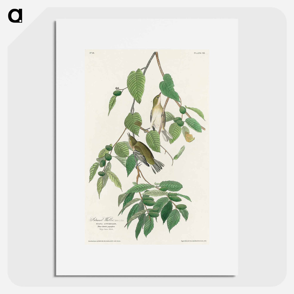 アートポスター-Autumnal Warbler
- ジョン ジェームス オーデュボン Poster.