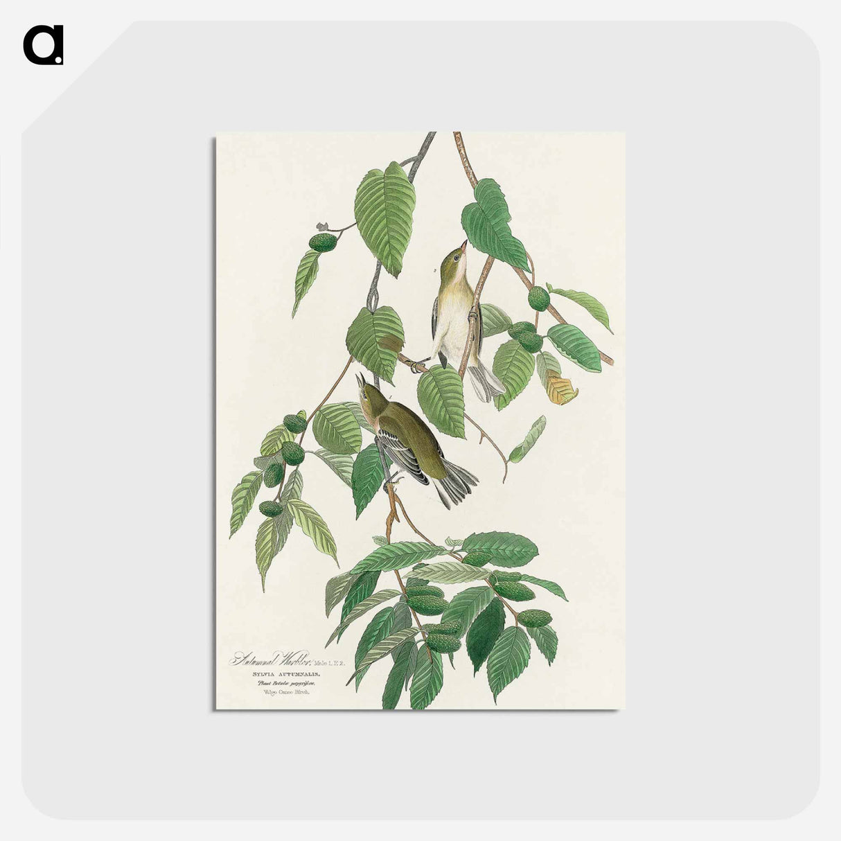 アートポストカード-Autumnal Warbler
- ジョン ジェームス オーデュボン Postcard.