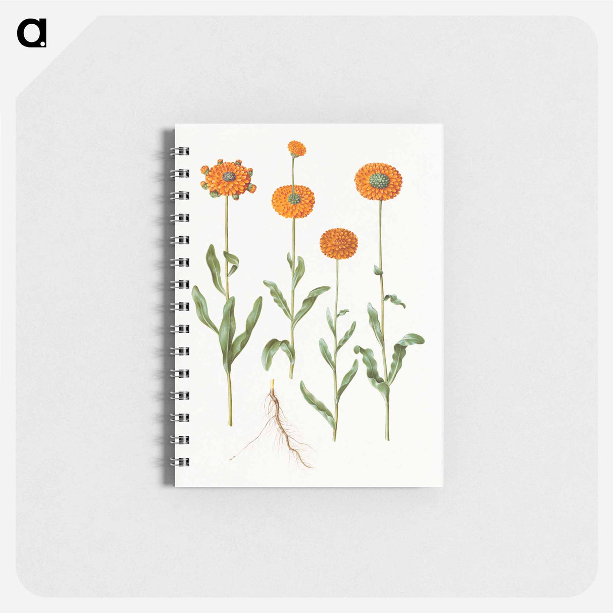 アートメモ帳-Calendula officinalis
- マリア ジビーラ メーリアン Memo.