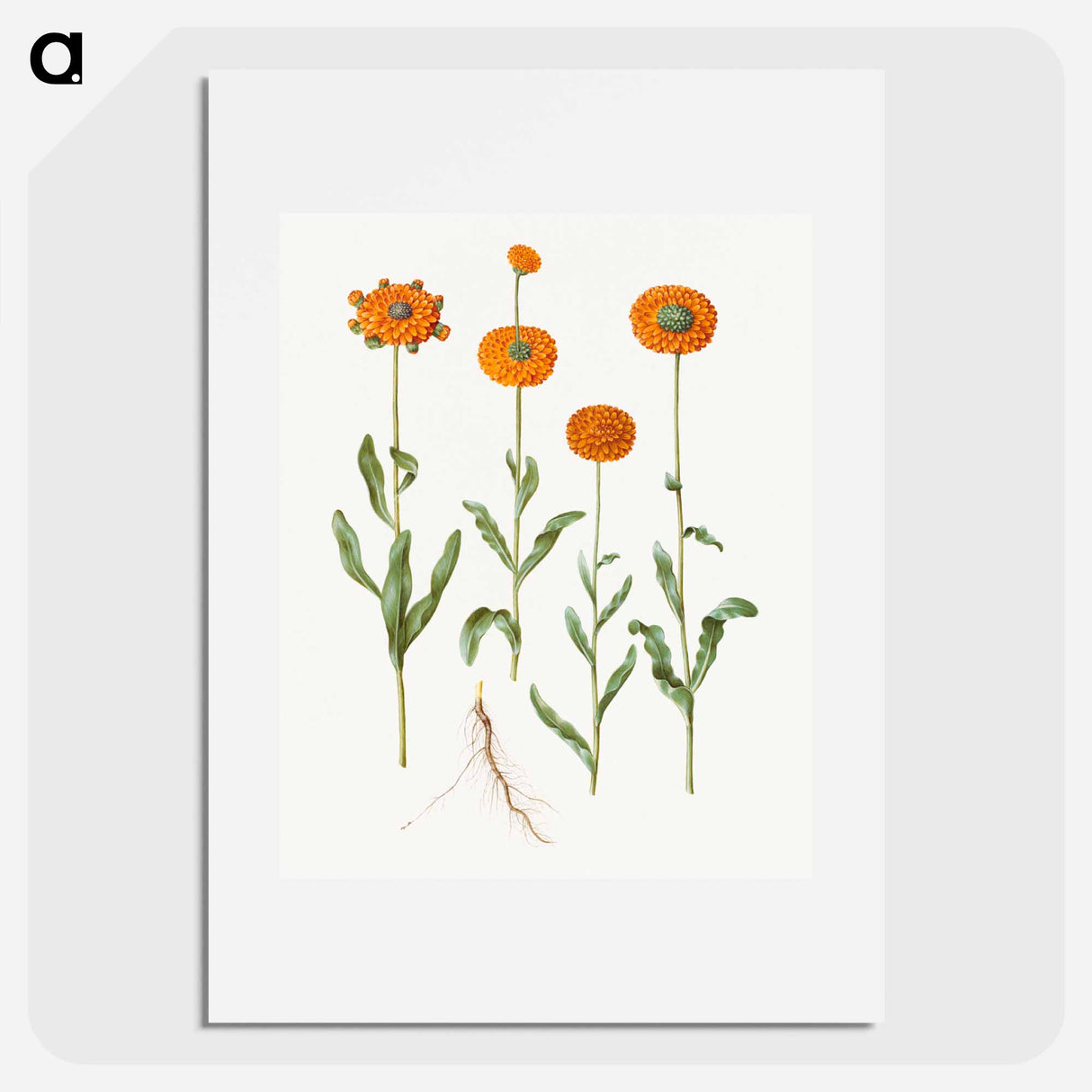 アートポスター-Calendula officinalis
- マリア ジビーラ メーリアン Poster.