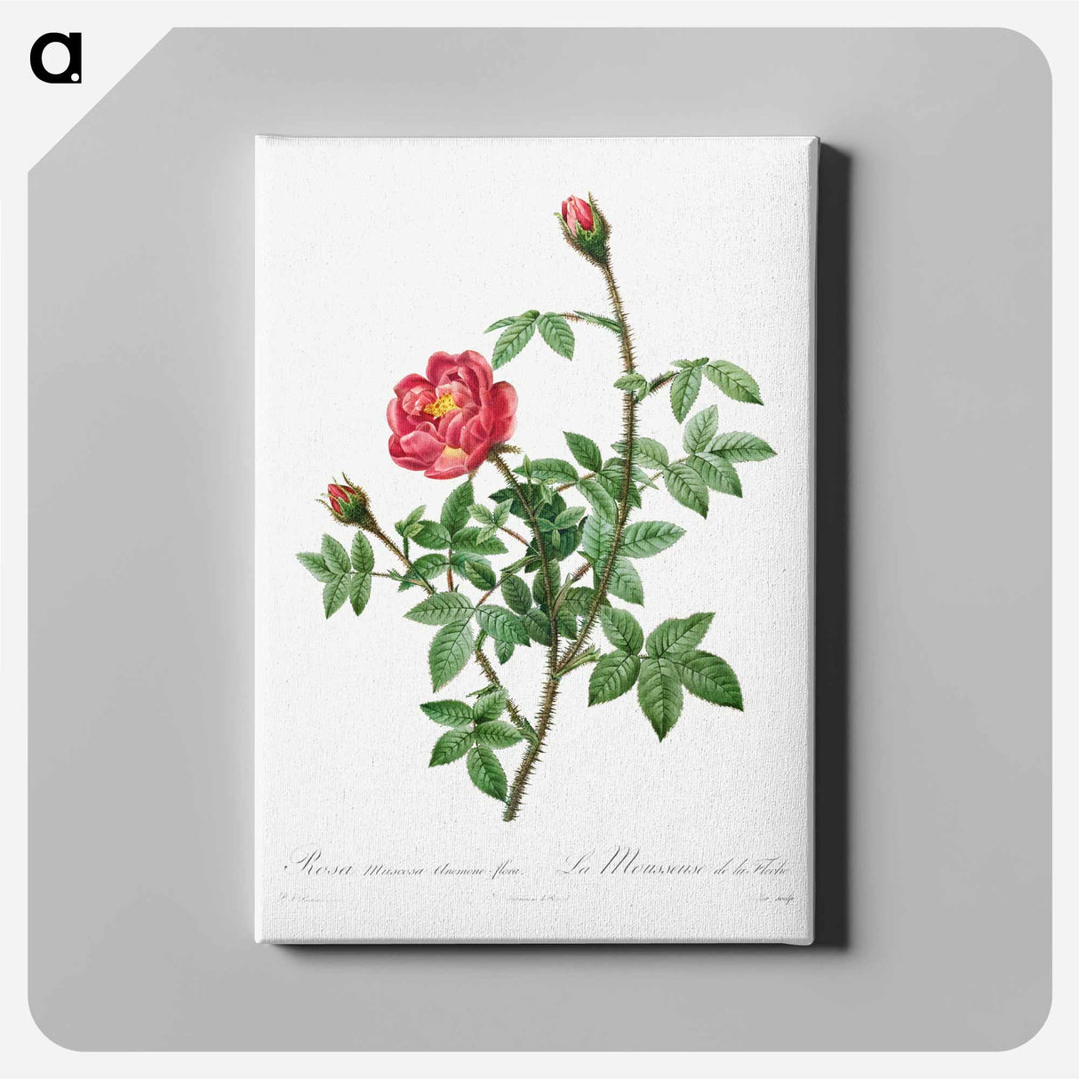 Moss Rose - Pierre Joseph Redouté Canvas.
