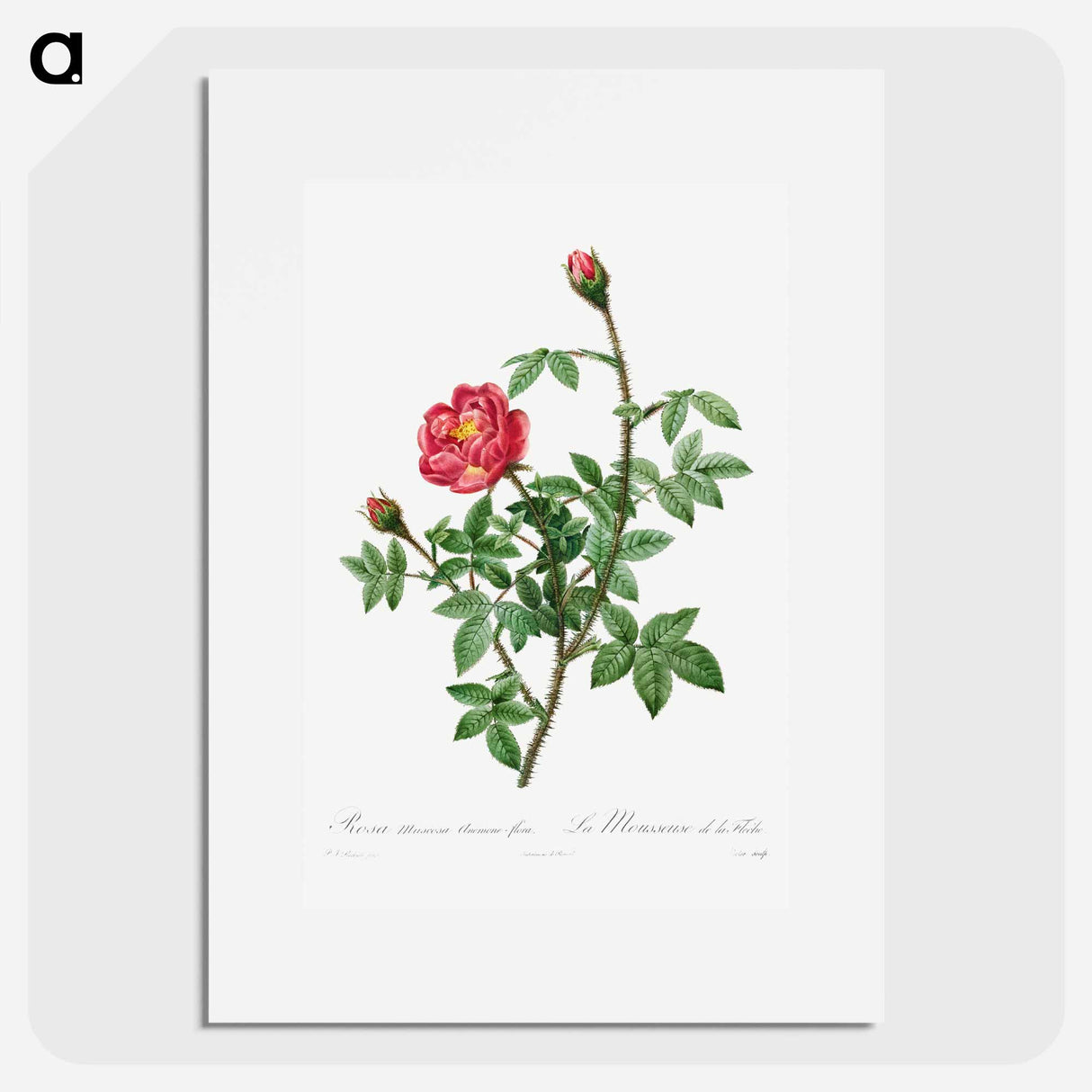 Moss Rose - ピエール ジョゼフ ルドゥーテ Poster.