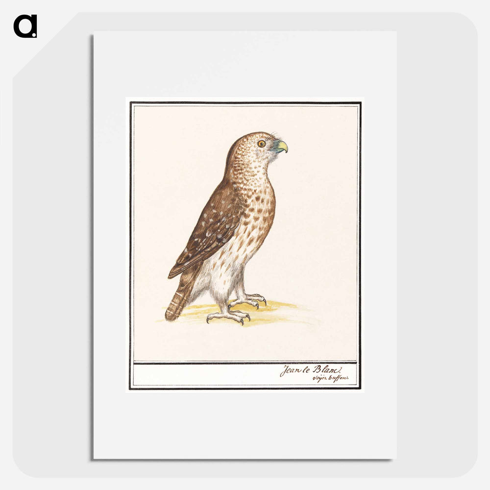 Short-toed Eagle - アンセルムス ボエティウス デ ブート Poster.