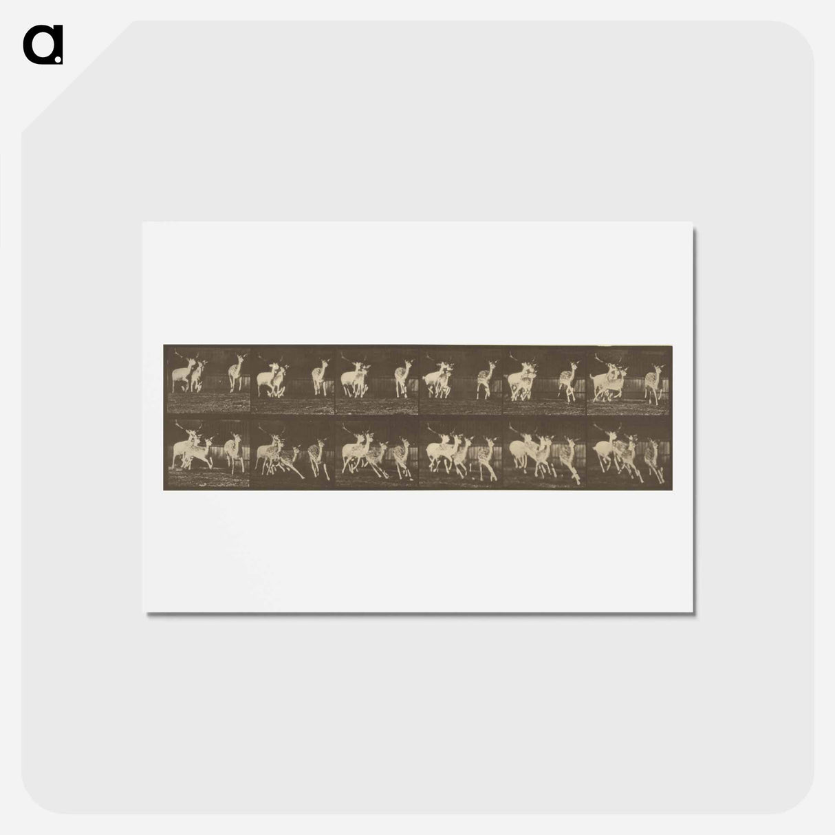 アートポストカード-Animal Locomotion
- エドワード マイブリッジ Postcard.