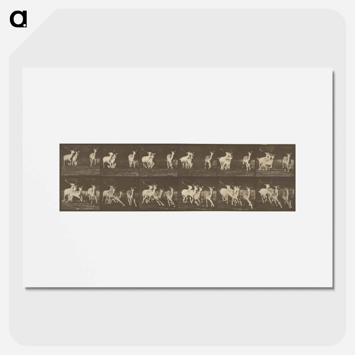 アートポスター-Animal Locomotion
- エドワード マイブリッジ Poster.
