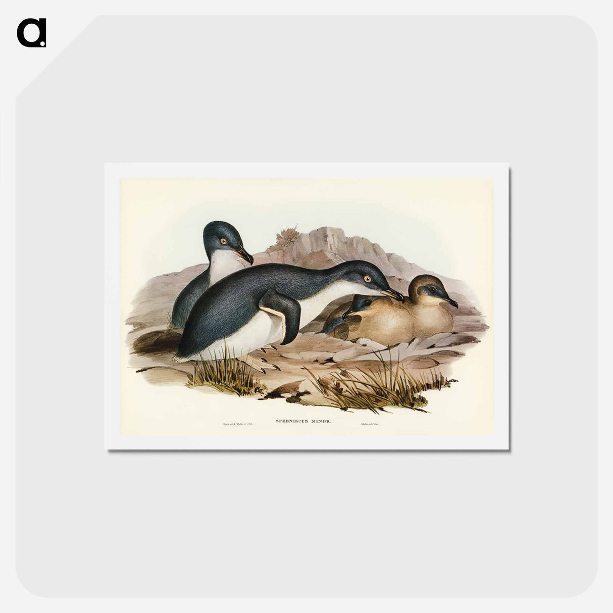 アートポストカード-Little Penguin
- ジョン グールド Postcard.