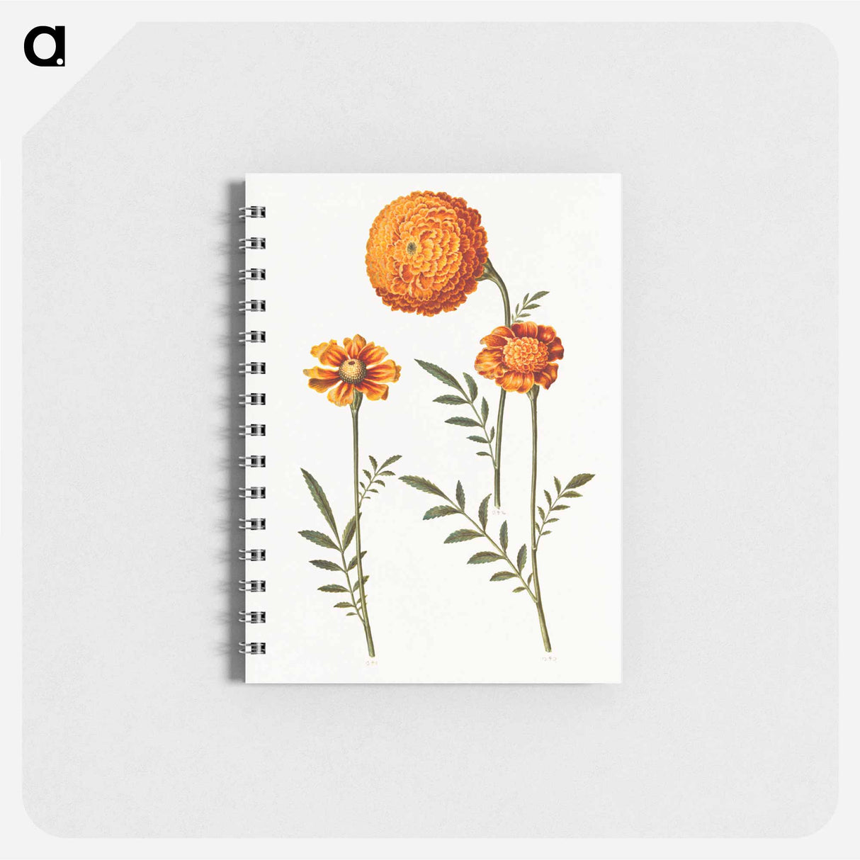 アートメモ帳-Tagetes Patula
- マリア ジビーラ メーリアン Memo.