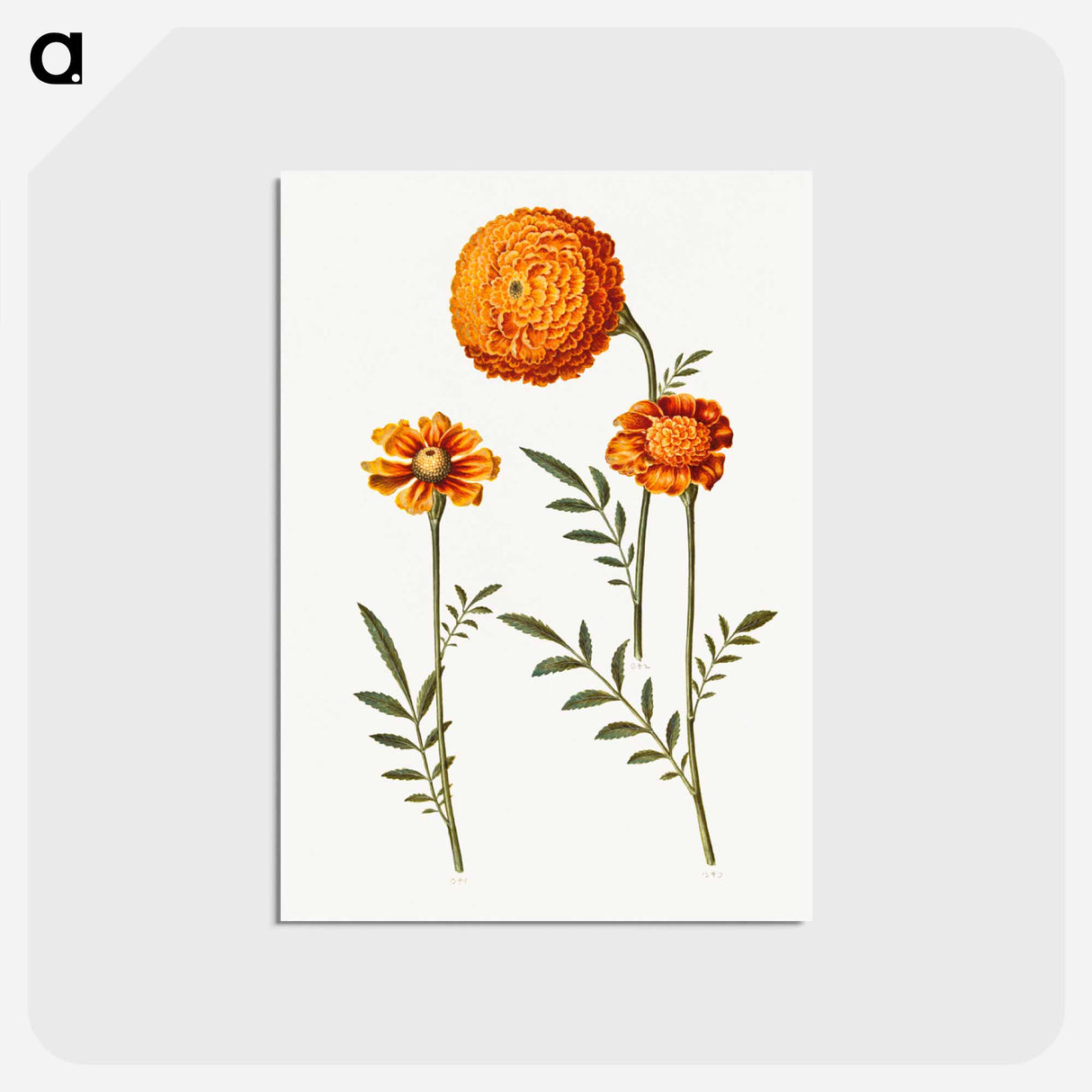 アートポストカード-Tagetes Patula
- マリア ジビーラ メーリアン Postcard.