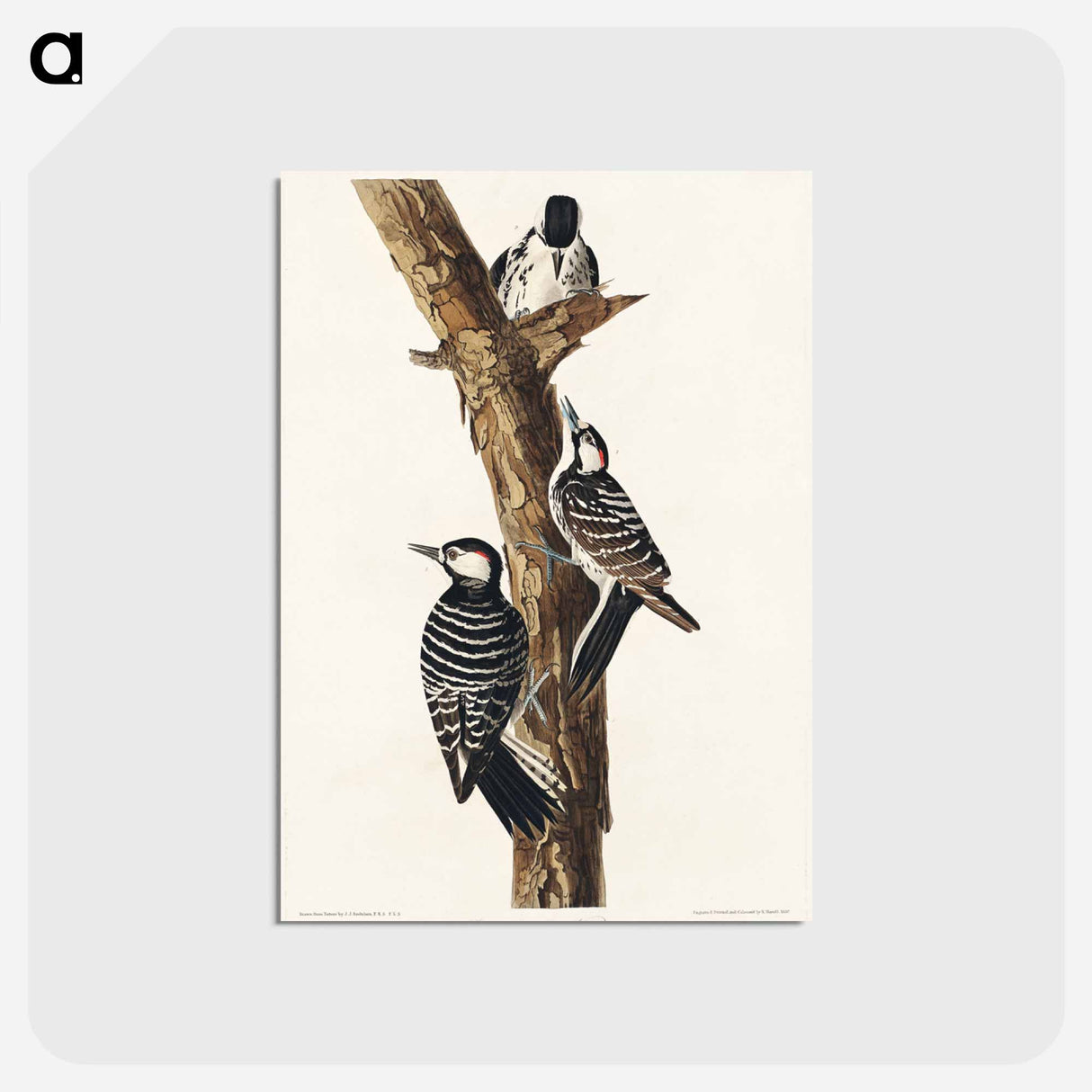アートポストカード-Red-Cockaded Woodpecker from Birds of America
- アメリカの鳥たち Postcard.