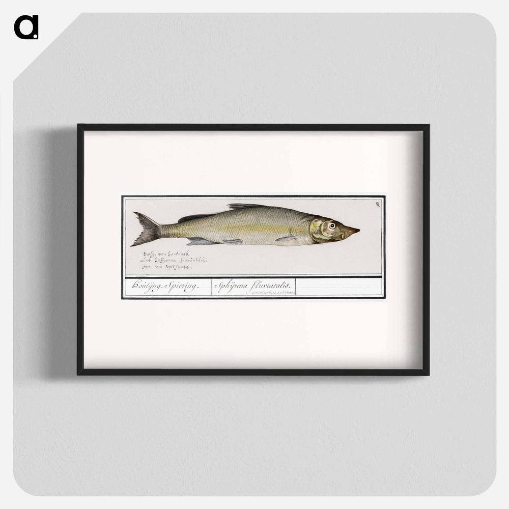 Wooding, Coregonus oxyrinchus - アンセルムス ボエティウス デ ブート Poster.