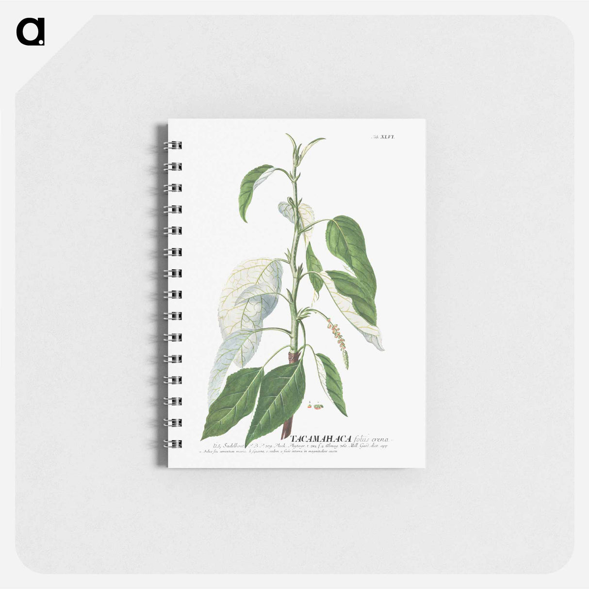 アートメモ帳-Tacamahaca or Balsam Poplar
- クリーブランド美術館 Memo.