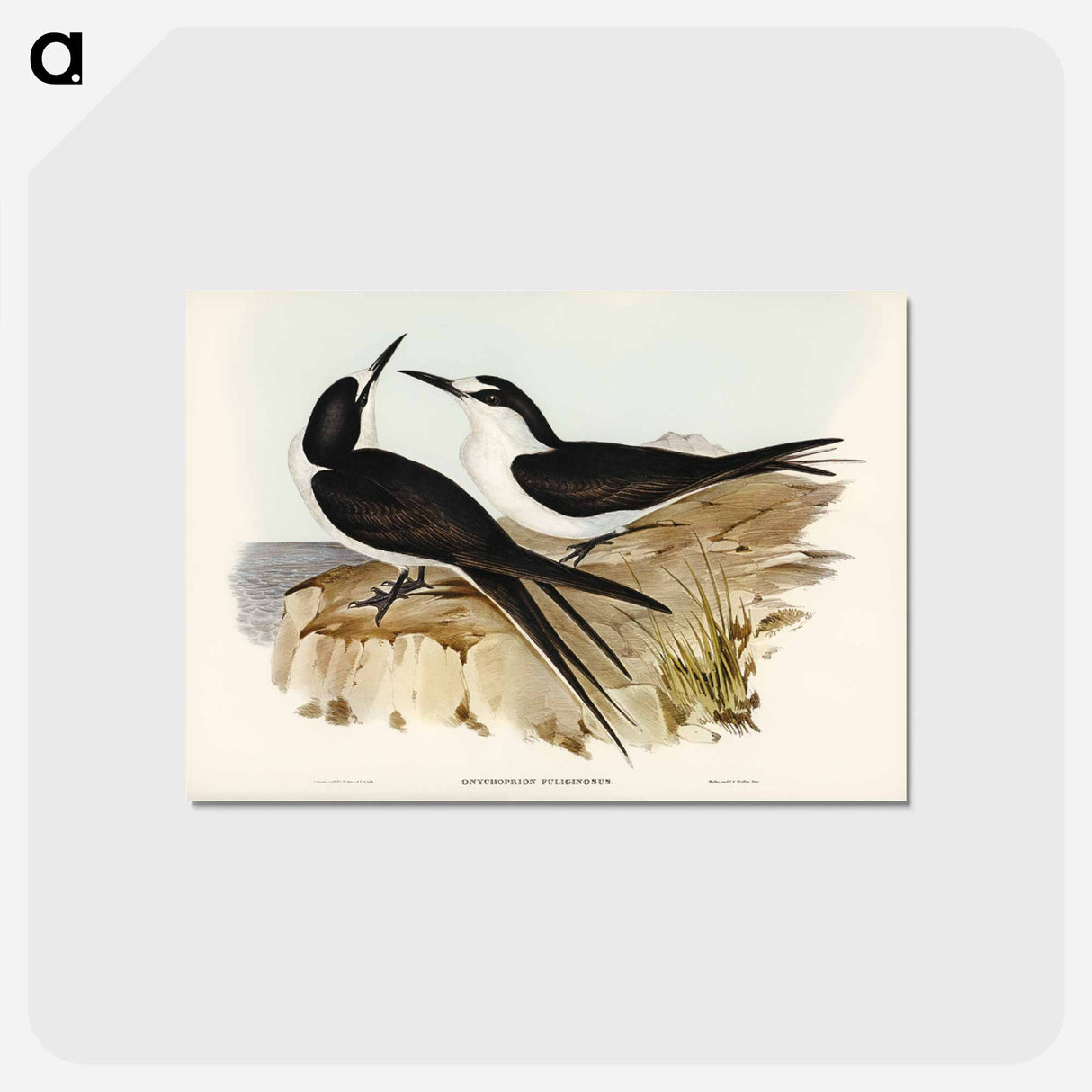 アートポストカード-Sooty Tern
- ジョン グールド Postcard.