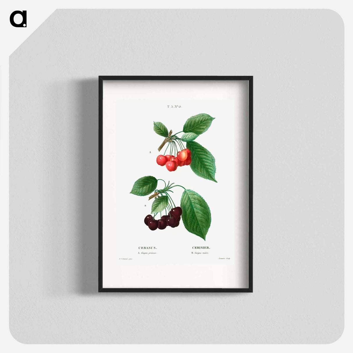 Cherry (Cerasus) - Pierre Joseph Redouté Poster.