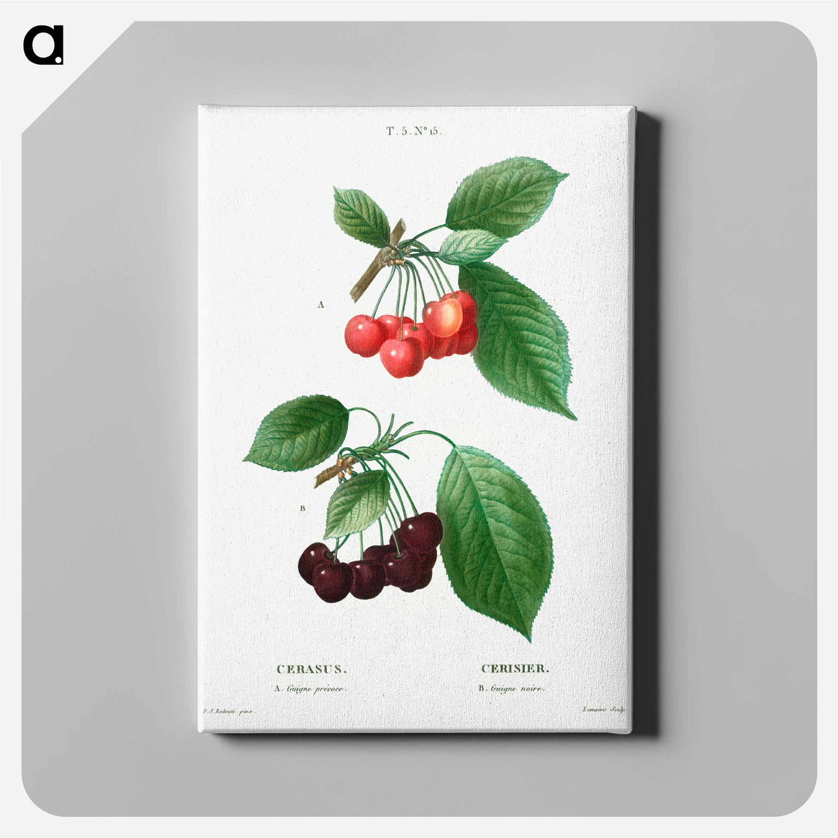 アートパネル-Cherry (Cerasus) - ピエール ジョゼフ ルドゥーテ Canvas.
