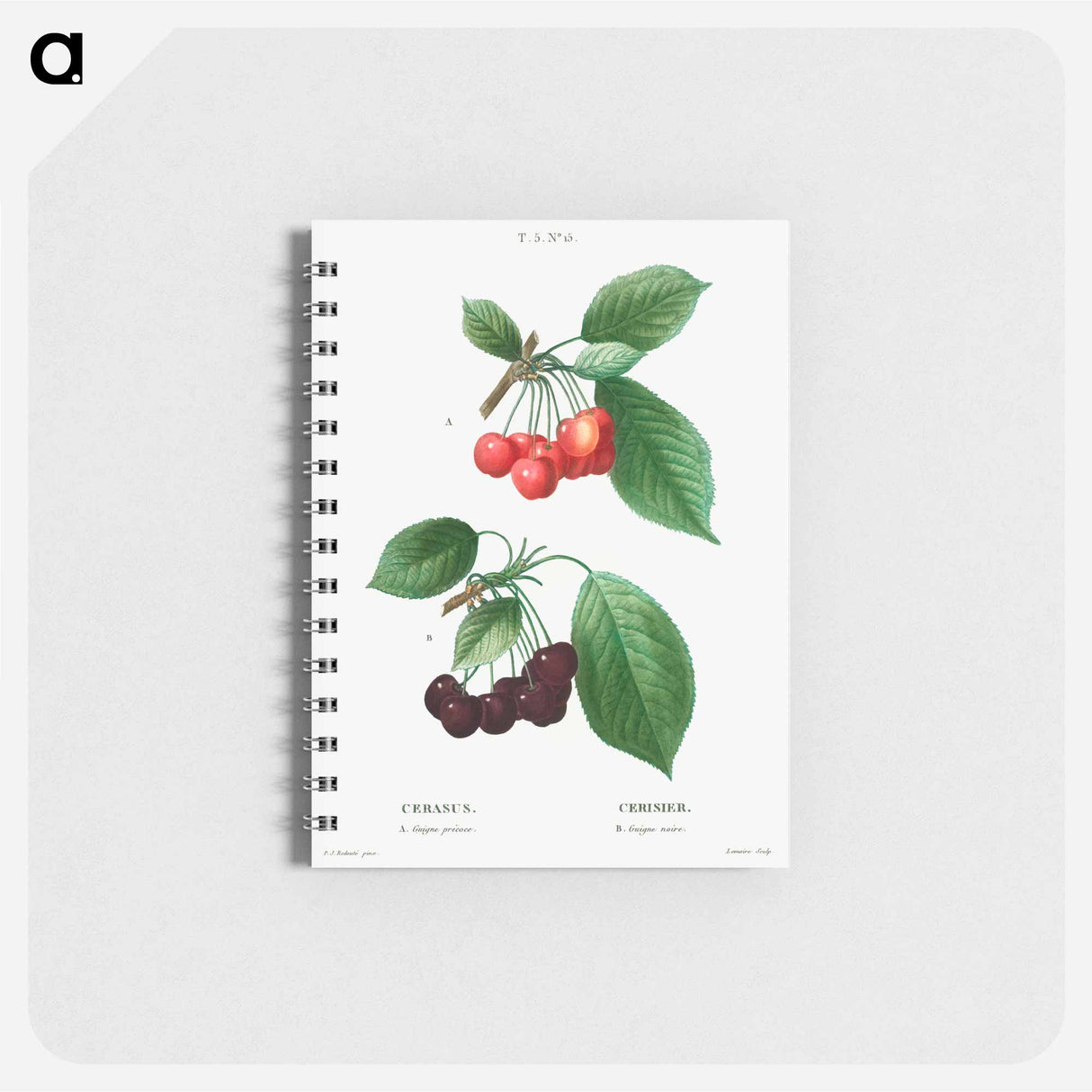 アートメモ帳-Cherry (Cerasus) - ピエール ジョゼフ ルドゥーテ Memo.