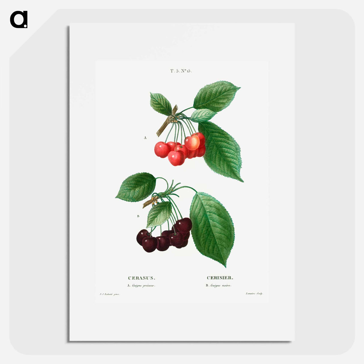 Cherry (Cerasus) - Pierre Joseph Redouté Poster.