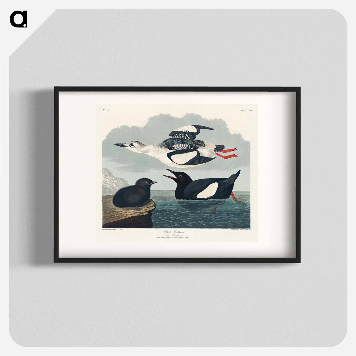 アートポスター-Black Guillemot from Birds of America
- アメリカの鳥たち Poster.