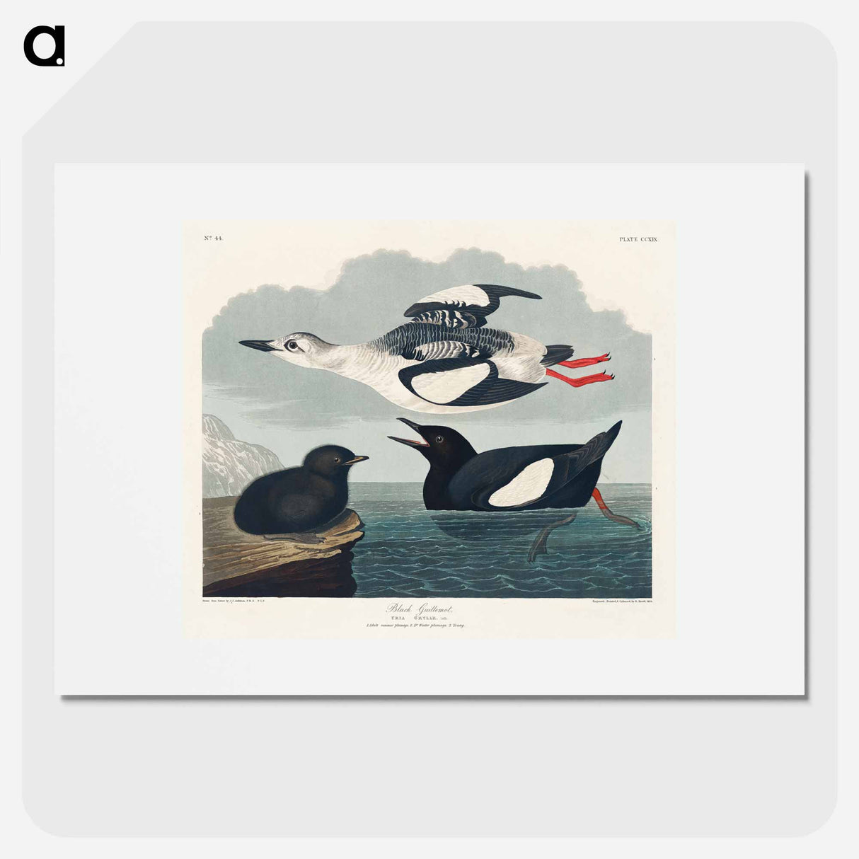 アートポスター-Black Guillemot from Birds of America
- アメリカの鳥たち Poster.