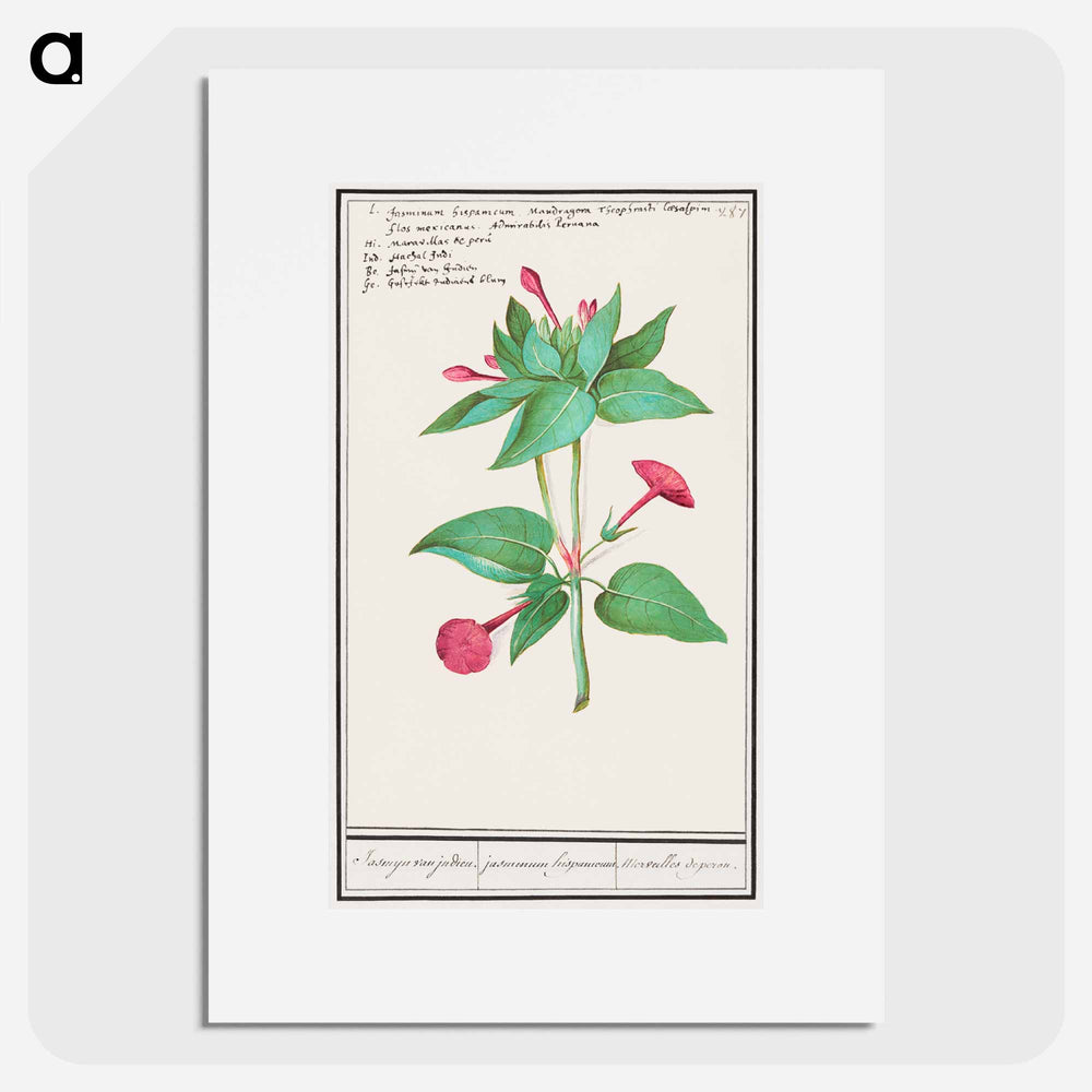 Mirabilis jalapa - アンセルムス ボエティウス デ ブート Poster.