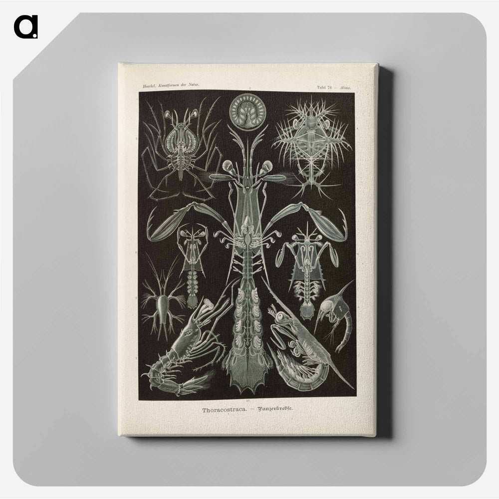 Marine life illustration - エルンスト ヘッケル Canvas.