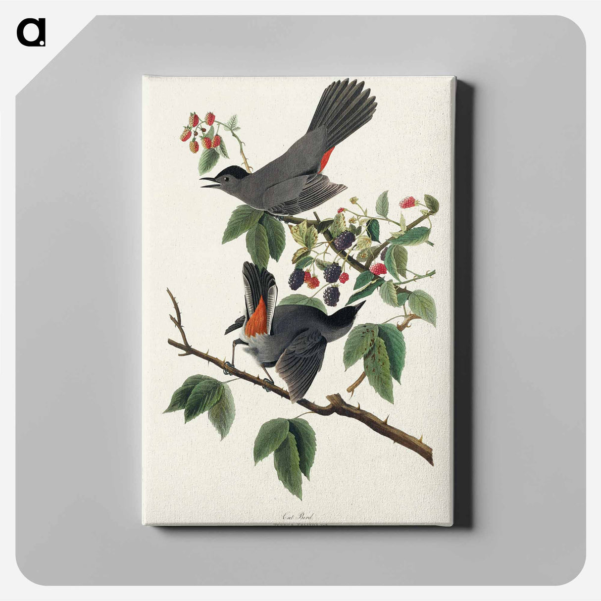 アートパネル-Cat Bird
- ジョン ジェームス オーデュボン Canvas.