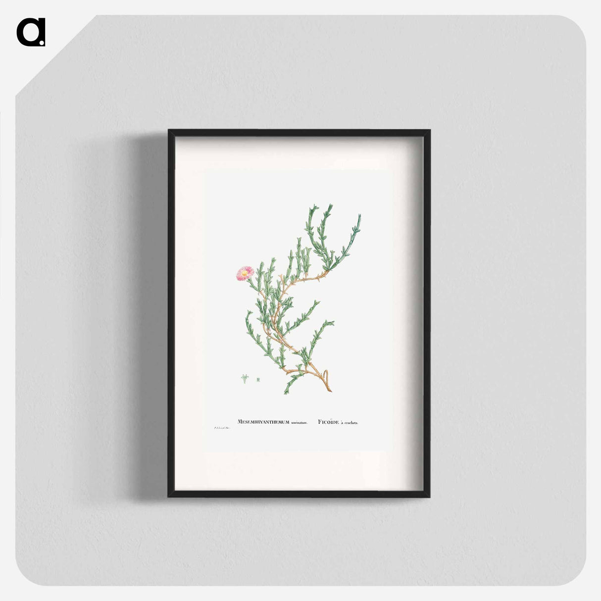 Mesembryanthemum Uncinatum (Ruschia Uncinata) - Pierre-Joseph Redouté Poster.