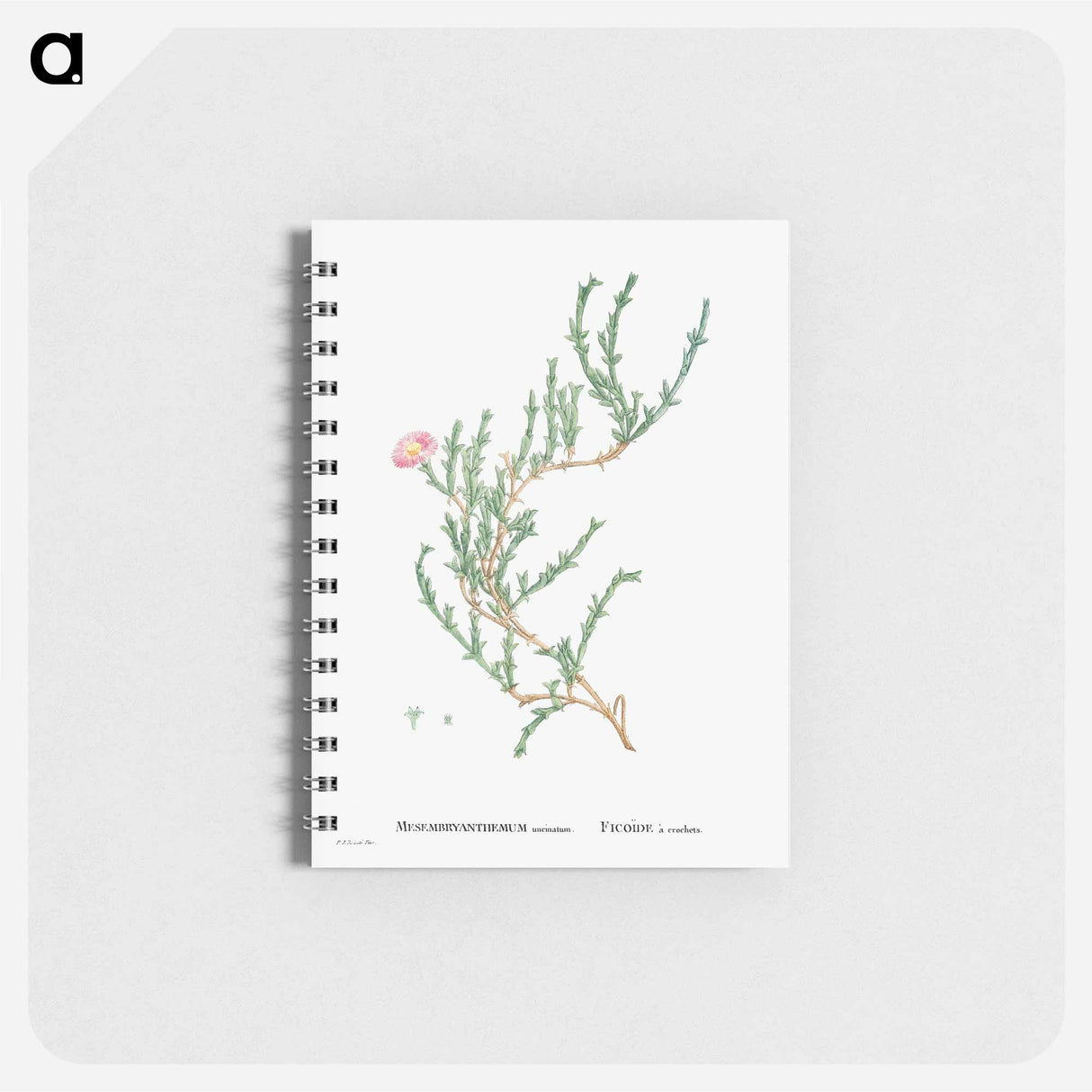 Mesembryanthemum Uncinatum (Ruschia Uncinata) - ピエール ジョゼフ ルドゥーテ Memo.