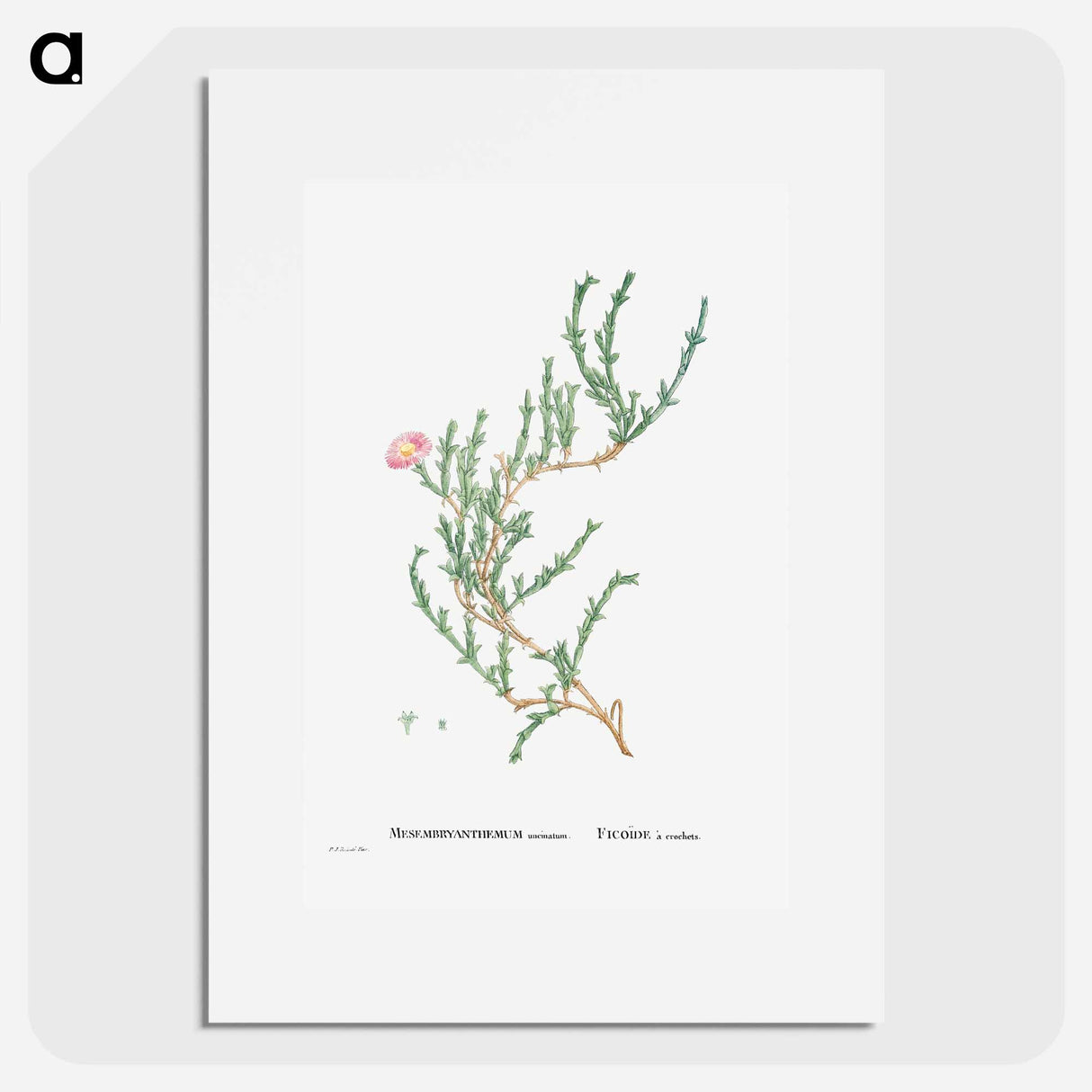 Mesembryanthemum Uncinatum (Ruschia Uncinata) - Pierre-Joseph Redouté Poster.
