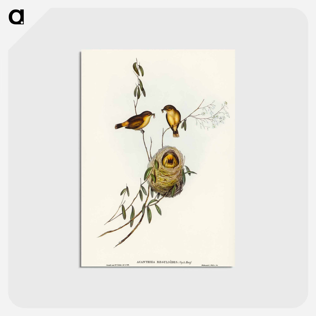 アートポストカード-Regulus-like Acanthiza
- オーストラリアの鳥 Postcard.
