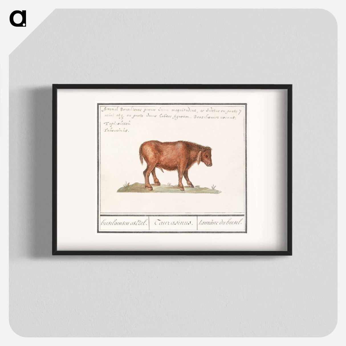 アートポスター-Brazilian cow - アンセルムス ボエティウス デ ブート Poster.