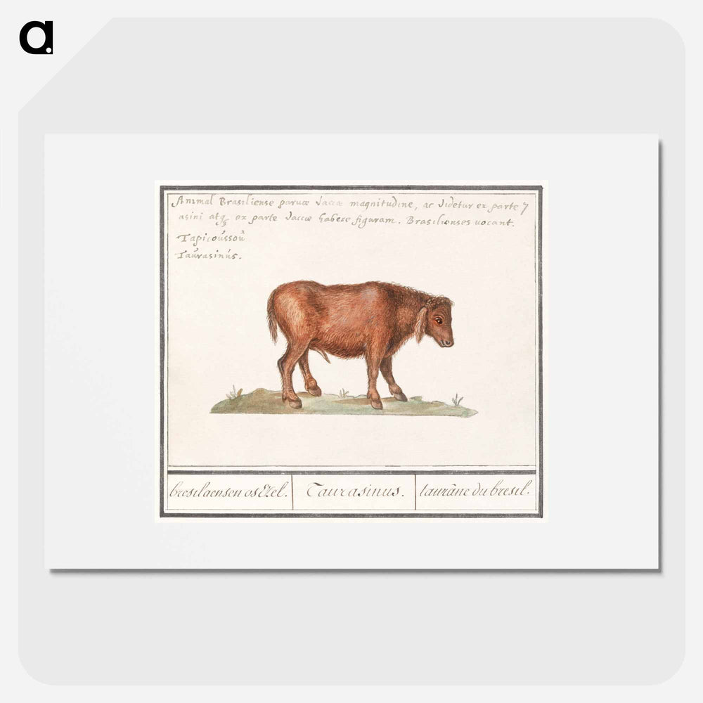 Brazilian cow - アンセルムス ボエティウス デ ブート Poster.