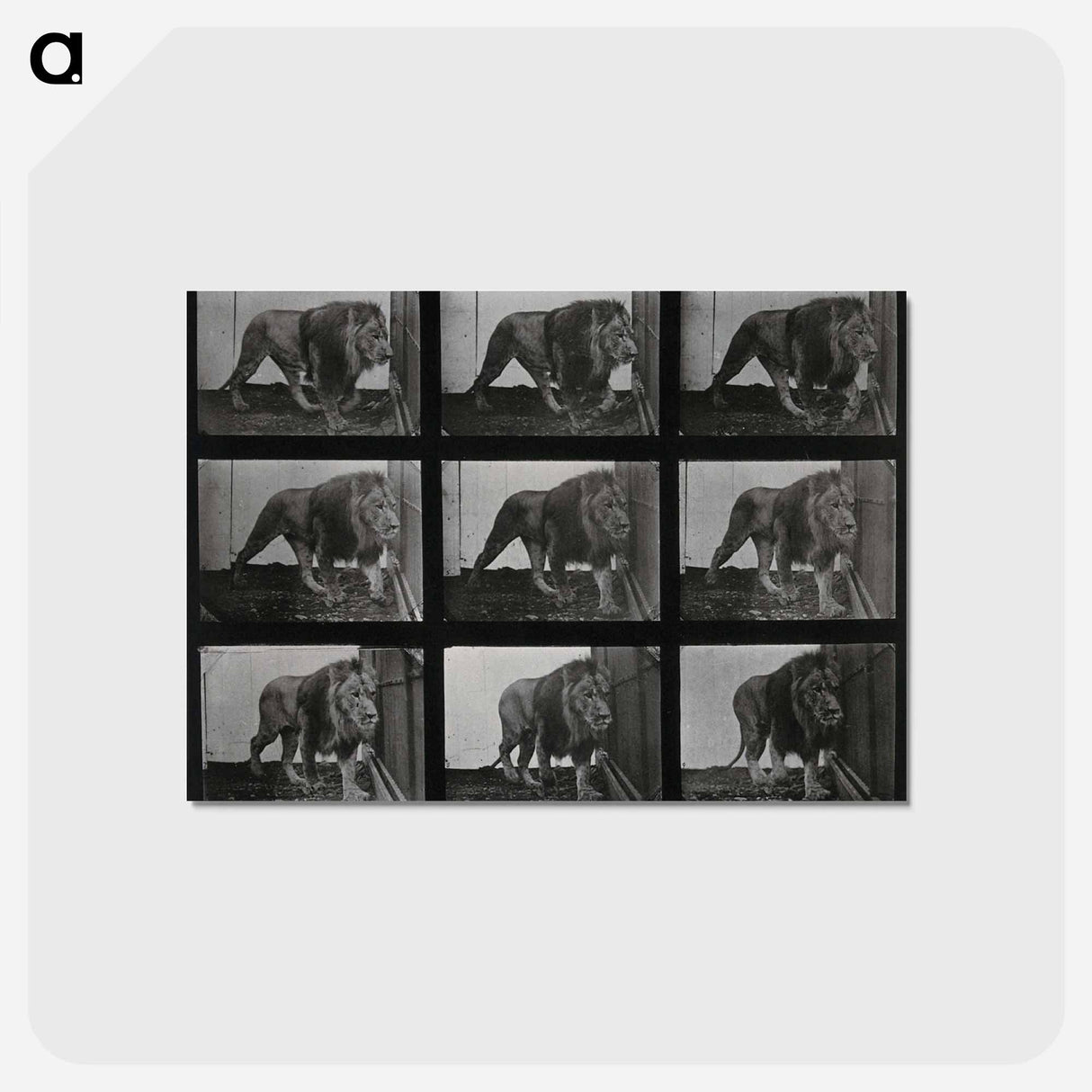 アートポストカード-Prowling Lion
- エドワード マイブリッジ Postcard.