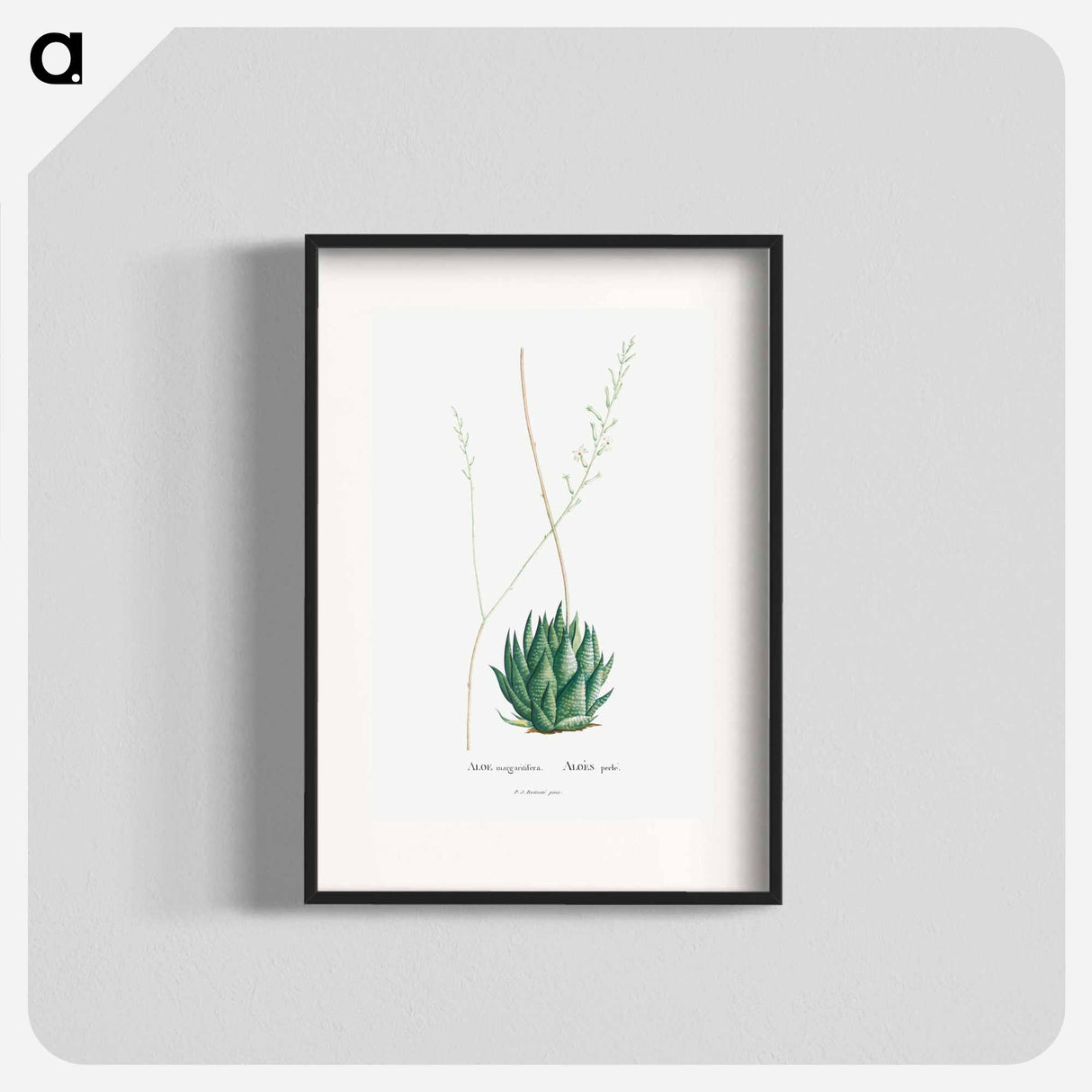 アートポスター-Aloe Margaritifera - ピエール ジョゼフ ルドゥーテ Poster.